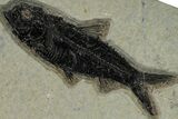 Plate of Three Fossil Fish (Diplomystus & Knightia) - Wyoming #314022-3